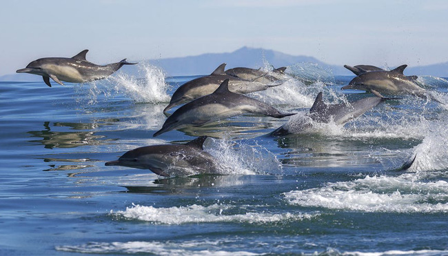 dolphins22.jpg